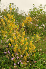 Verbascum nigrum . Black mullein flower. Kaçkar Mountains, Rize, Turkiye