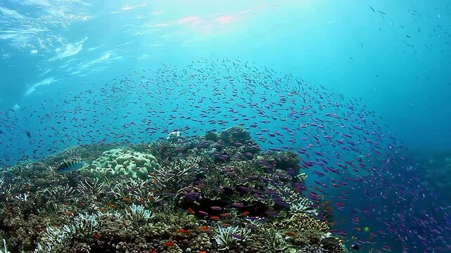 Colorful fish glide gracefully through vibrant coral reefs, creating mesmerizing patterns beneath shimmering surface of crystal-clear waters in Fiji.