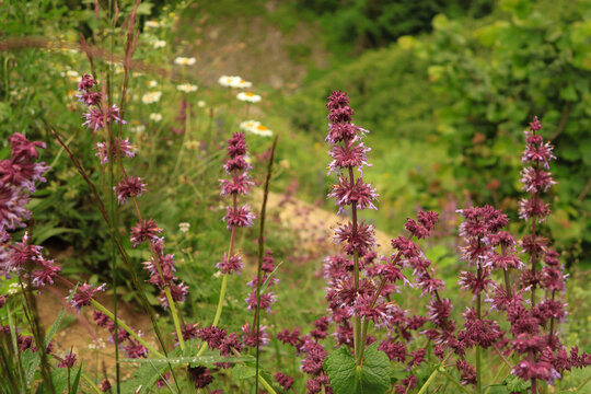 Salvia verticillata. Ka&ccedil;kar Mountains