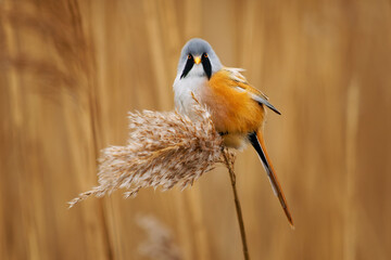 Bearded reedling - Panurus biarmicus beautiful long-tailed passerine bird found in reed beds near water in Eurasia, also Bearded tit or Bearded parrotbill, family Panuridae, feed on the reed