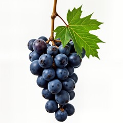Fototapeta premium Closeup shot of dark blue grapes on vine with green leaf. Ripe dark blue grapes cluster on branch against white background. Fresh harvest of healthy fruit. Image shows nature in detail. Perfect for