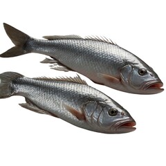 Fototapeta premium Pangasius fish on white background