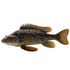 Naklejka premium Plecostomus fish on white background