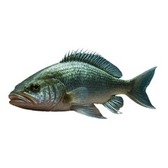 Obraz premium Zander fish on white background