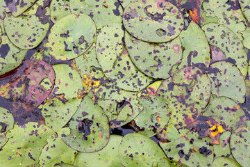 Brasenia or watershield leaves spread across the surface of a calm pond, creating a natural mosaic
