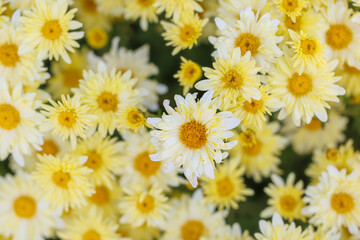Fototapeta premium Close-up view of numerous pale yellow chrysanthemums