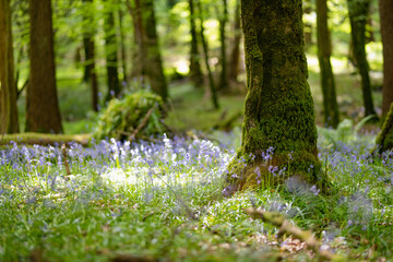 Bluebell flowers blossoming in a woodland in Ireland. Hyacinthoides non-scripta in full bloom in...