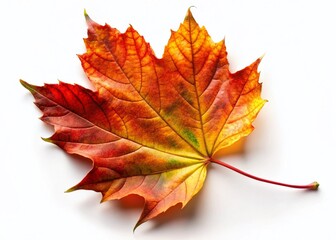 Fototapeta premium Vibrant Autumn Maple Leaf on White Background - Isolated Fall Foliage Stock Photo