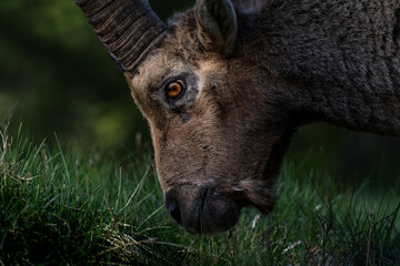 ibex
