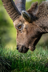 ibex