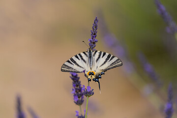 butterfly on flower