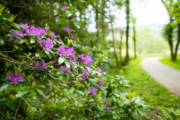 Obraz premium Purple azalea bushes blossoming on a banks on Muckross Lake, also called Middle Lake or The Torc, located in Killarney National Park, Ireland.