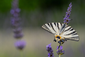butterfly on lavender