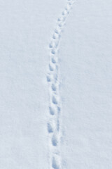 Badger tracks in the snow © sebi_2569