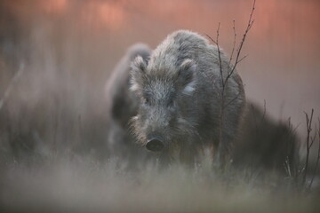 Dzik euroazjatycki, dzik, (Sus scrofa) © Bartosz Rakoczy