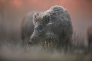 Dzik euroazjatycki, dzik, (Sus scrofa) © Bartosz Rakoczy