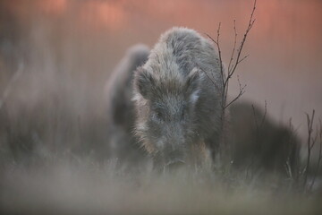 Dzik euroazjatycki, dzik, (Sus scrofa) © Bartosz Rakoczy