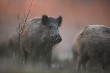 Dzik euroazjatycki, dzik, (Sus scrofa)