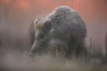 Dzik euroazjatycki, dzik, (Sus scrofa) © Bartosz Rakoczy