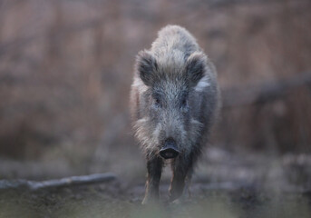 Dzik euroazjatycki, dzik, (Sus scrofa) © Bartosz Rakoczy