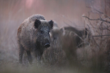 Dzik euroazjatycki, dzik, (Sus scrofa) © Bartosz Rakoczy