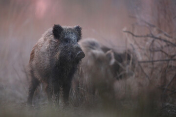 Dzik euroazjatycki, dzik, (Sus scrofa) © Bartosz Rakoczy