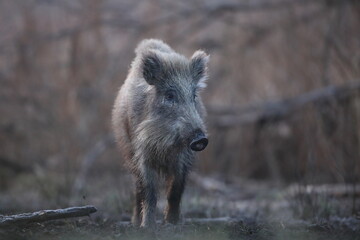 Dzik euroazjatycki, dzik, (Sus scrofa) © Bartosz Rakoczy