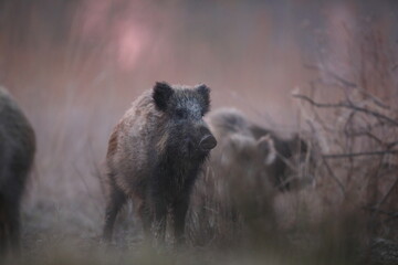 Dzik euroazjatycki, dzik, (Sus scrofa) © Bartosz Rakoczy
