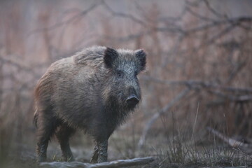 Dzik euroazjatycki, dzik, (Sus scrofa) © Bartosz Rakoczy