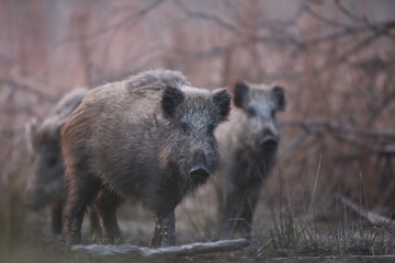 Dzik euroazjatycki, dzik, (Sus scrofa) © Bartosz Rakoczy