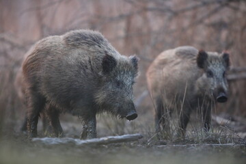 Dzik euroazjatycki, dzik, (Sus scrofa) © Bartosz Rakoczy
