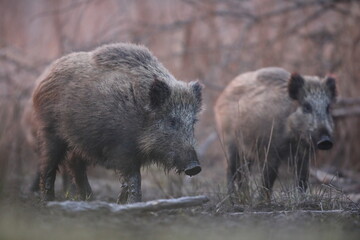 Dzik euroazjatycki, dzik, (Sus scrofa) © Bartosz Rakoczy