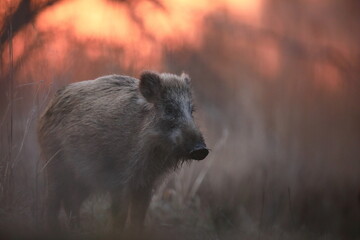Dzik euroazjatycki, dzik, (Sus scrofa) © Bartosz Rakoczy