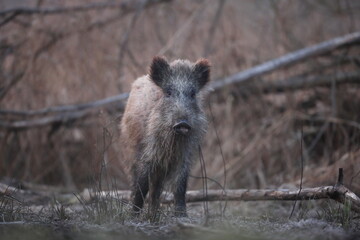 Dzik euroazjatycki, dzik, (Sus scrofa) © Bartosz Rakoczy