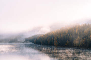 misty morning in the forest