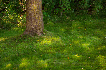 Grass Yard Spreads Under Tree