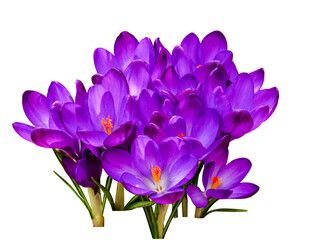 Purple Crocus flowers bouquet isolated on white background. Violet Crocus flowers in the spring...