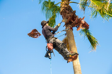 Hispanic man in a safety harness clearing a palm tree trunk with a special tool.