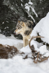 Obraz premium Grey Wolf (Canis lupus) Stands Behind Body of White-Tail Deer Licking Nose Winter