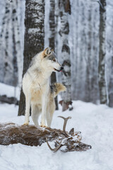 Fototapeta premium Grey Wolf (Canis lupus) Looks Right From Atop White-Tail Deer Tongue Out Winter