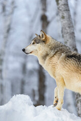 Fototapeta premium Grey Wolf (Canis lupus) Stands Looking Left From Atop Snow Pile Winter