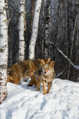 Obraz premium Coyotes (Canis latrans) Step Out of Birch Forest Winter