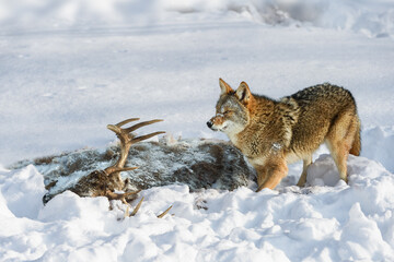 Coyote (Canis latrans) Looks Up From Deer Carcass in Snow Winter