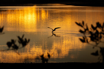 Garza en Estero El Solado, San Carlos