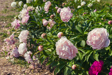 Vibrant fresh pastel pink peony flower bush in full bloom in the garden or park in sunny day,...