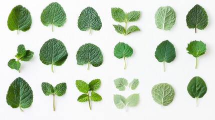 A variety of green leaves arranged in a grid for botanical study or culinary use.
