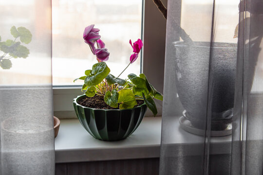 Cyclamen with pink flowers in a pot on the windowsill. Natural. Growing flowers at home