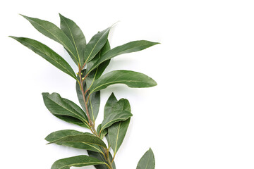 A laurel branch on a white background. Space for text.