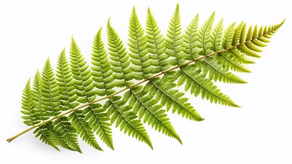 Vintage Style Fern Leaf Isolated on White Background - Botanical Stock Photo