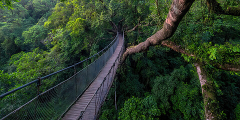 Wooden Suspension Bridge in Rainforest Canopy